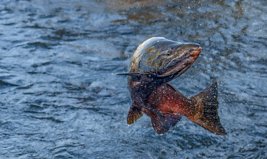 A Chinook Salmon Jumps in the American River During the spawning season of 2021
