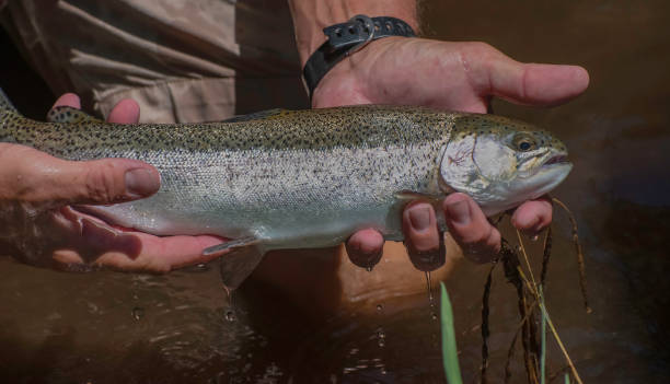 Trout in Hand stock photo