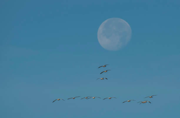 istock Full Moon and Line of Flying Geese 1358440679