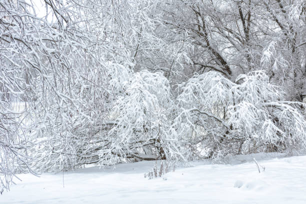 istock Winter forest landscape, snowy park for background 1358440765