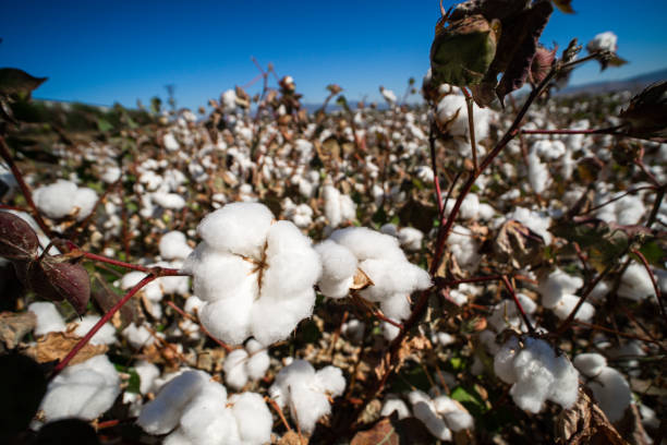 istock Cotton field background ready for harvest. 1358443355