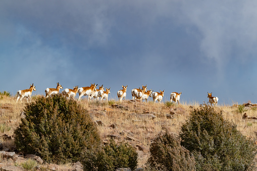 Antelope (Pronghorn) herd running up hill near Fort Union, New Mexico. Nearby cities are Las Vegas and Santa Fe, New Mexico in Southwest USA. Herd of about a 1000 have good grass in this area.