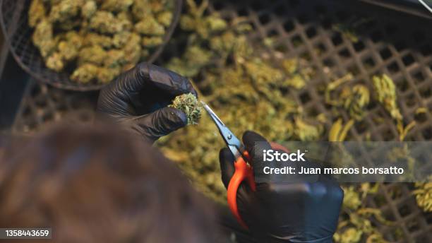 Trimming Legal Marihuana Bud In California Stock Photo - Download Image Now - Cannabis Plant, Marijuana - Herbal Cannabis, Cutting