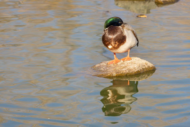 a mallard duck drake reflected in a lake