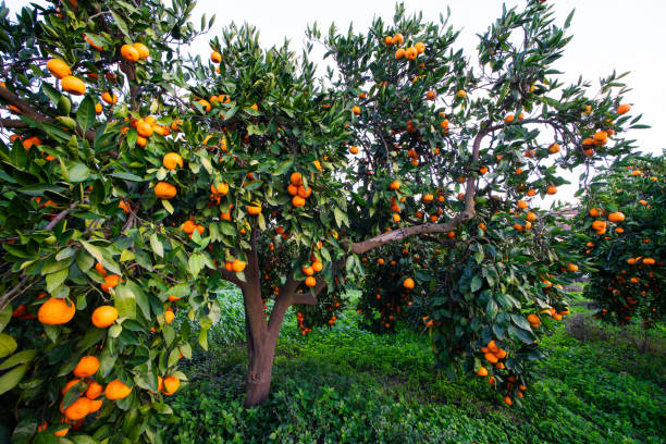 istock Mandarins ready to be picked in tangerine orchards 1358443799