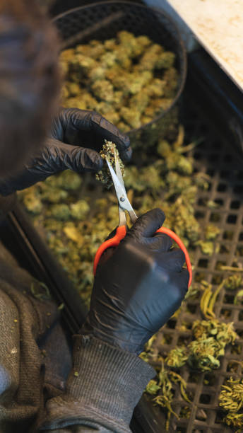 trimming legal marihuana bud in california stock photo