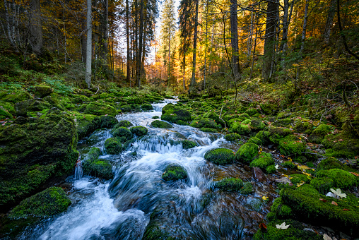 Small creek flowing between moss covered rocks through the forest. Vorarlberg, Riezlern