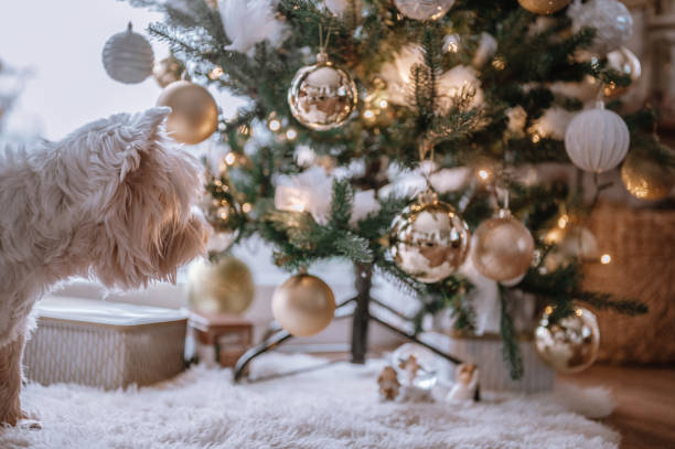 istock Cute white dog in front of Christmas decorations 1358444656