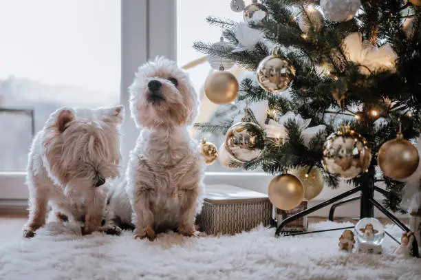 Two cute white westies sitting next to a decorated Christmas tree on a white soft carpet
