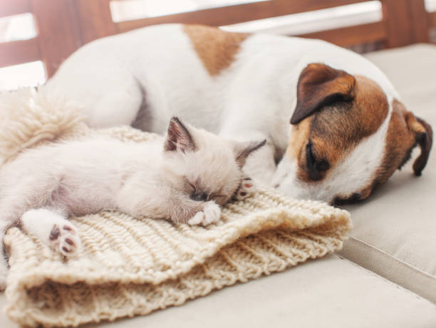istock Dog and cat resting together 1358444744
