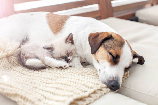 istock Dog and cat resting together 1358444748