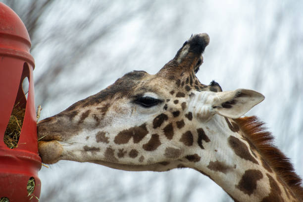 nahaufnahme einer giraffe, die eine mahlzeit genießt - animal animal neck cute safari animals stock-fotos und bilder