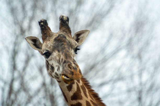 istock Close-up of a curious giraffe 1358445099