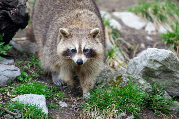 istock A wild raccoon looking at the camera 1358445488