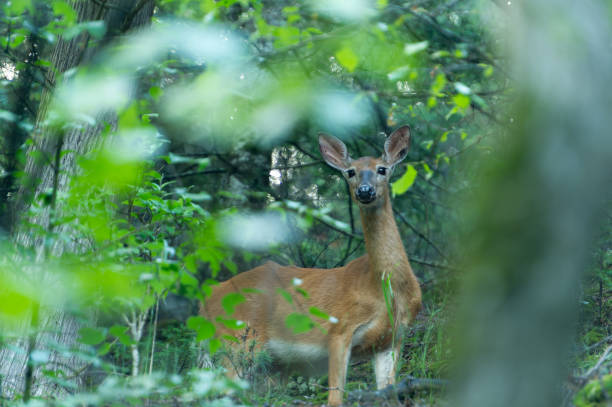 istock Female white-tailed deer on the alert 1358445501