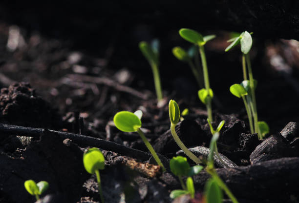 Little green seedling sprouting from the ash after wildfire in Khon Kaen, Khon Kaen, Thailand