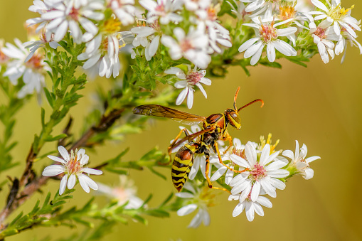 A Paper Wasp - Polistes dorsalis - on Heath Aster flowers - Symphyotrichum ericoides - gathering nector