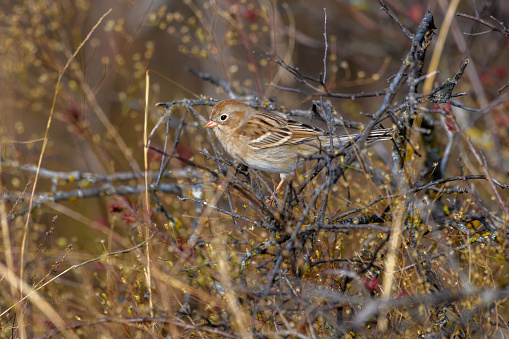 Field Sparrow - Spizella pusilla - perched on twig in tall grass and vegitation