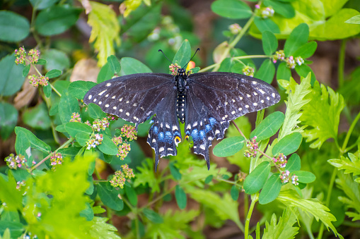 A Spicebush Swallowtail in Rio Grande Valley State Park, Texas in Mission, Texas, United States