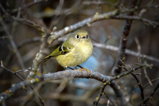 Ruby-crowned Kinglet, Corthylio calendula, Order: Passeriformes, Family: Regulidae Ruby-crowned Kinglet, Corthylio calendula, Order: Passeriformes, Family: Regulidae perched on branch regulidae stock pictures, royalty-free photos & images
