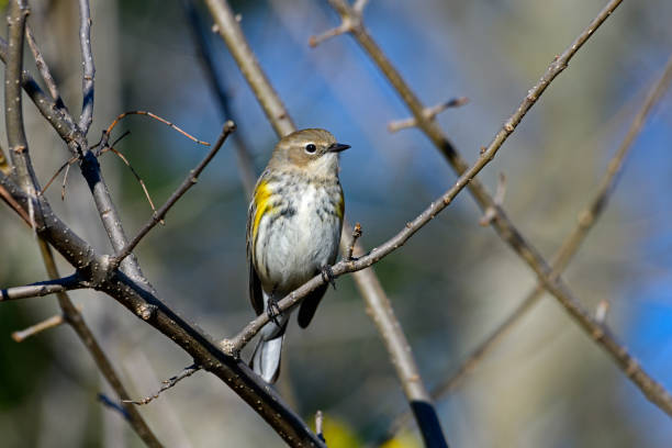 Yellow-rumped warbler - Setophaga coronata - tooking toward camara while perched on a branch