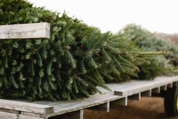 istock Close up of a fresh cut Christmas tree on tractor 1358446144