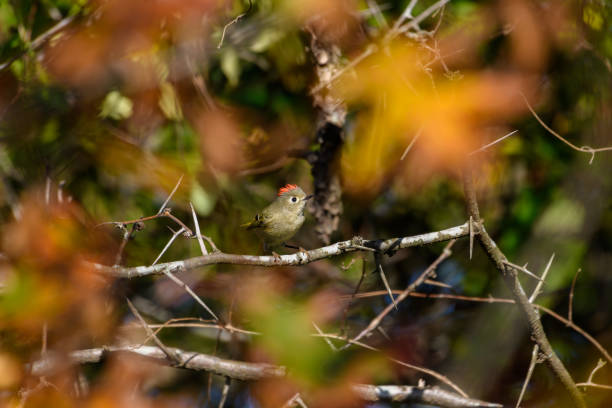 Ruby-crowned Kinglet, Corthylio calendula, Order: Passeriformes, Family: Regulidae Ruby-crowned Kinglet, Corthylio calendula, Order: Passeriformes, Family: Regulidae regulidae stock pictures, royalty-free photos & images