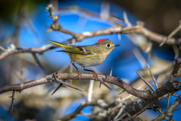 Ruby-crowned Kinglet, Corthylio calendula, Order: Passeriformes, Family: Regulidae Ruby-crowned Kinglet, Corthylio calendula, Order: Passeriformes, Family: Regulidae regulidae stock pictures, royalty-free photos & images