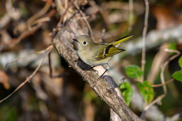 istock Ruby-crowned Kinglet, Corthylio calendula, Order: Passeriformes, Family: Regulidae 1358446257