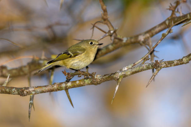 istock Ruby-crowned Kinglet, Corthylio calendula, Order: Passeriformes, Family: Regulidae 1358446258