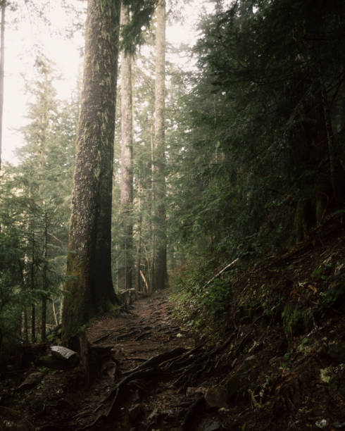 istock Summit Lake Trail in Ashford, Washington 1358446324