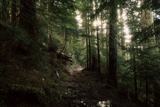 istock Summit Lake Trail in Ashford, Washington 1358446330