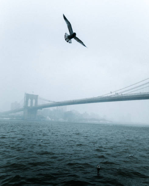 istock Seagull mid-flight by bridge in New York City 1358446331
