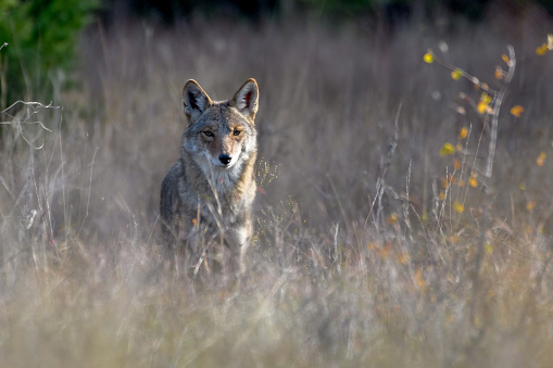 Coyote (Canis latrans) standing in tall prairie grass, surveying its surroundings while hunting prey