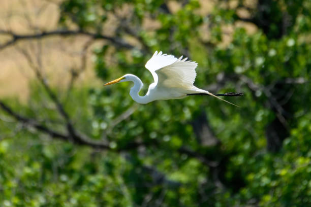 istock great Egret, Ardea alba, flying with green trees in the background 1358447077