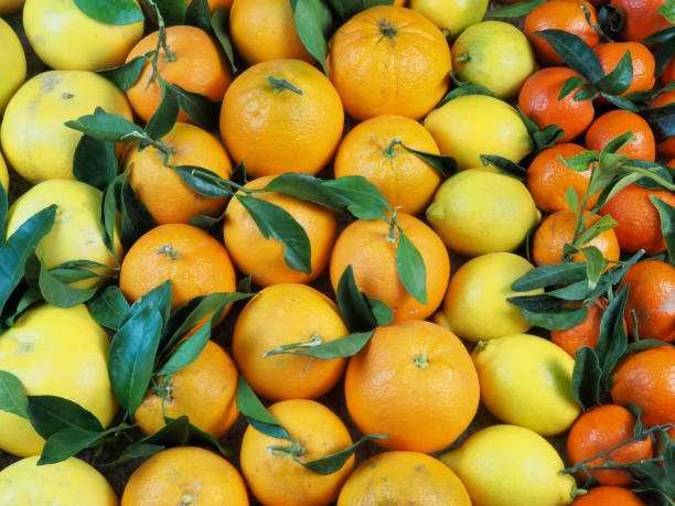 Tangerines, oranges, lemons and grapefruits