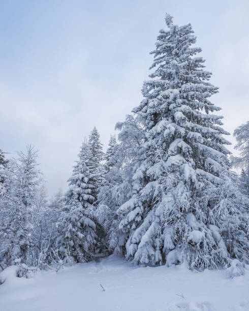 istock Very beautiful snowy winter forest after a snowfall. It's Christmas time. 1358447840