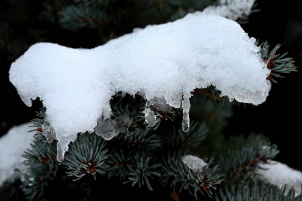 istock Winter nature colorful background. Snowy twig on a tree. 1358448697