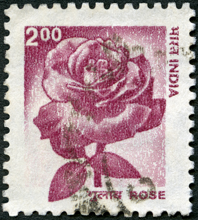 Postage stamp printed in India shows Rose, 2002