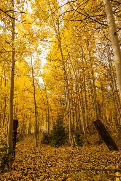istock Autumn in the Mountains 1358448908