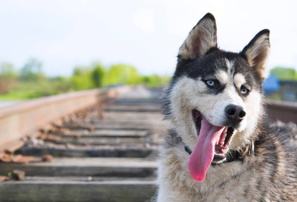 husky dog on train stock photo