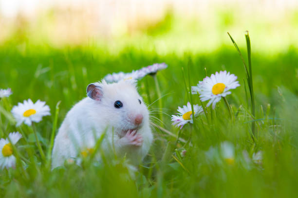 white hamster stock photo