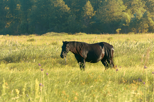 Horse grazes in the meadow.