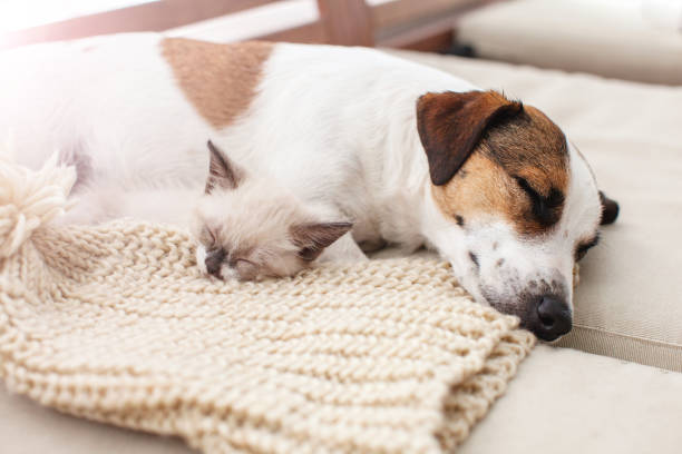 istock Dog and cat resting together 1358451301