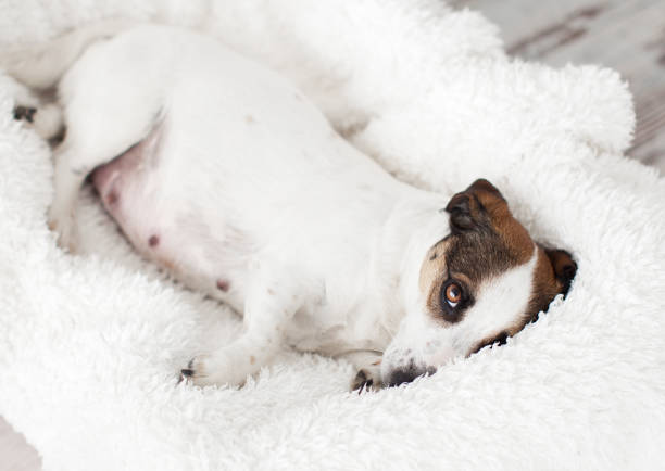 Pregnant dog resting in white bed at home. Jack Russell