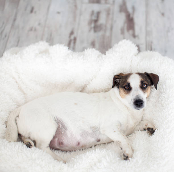 istock Pregnant dog resting in white bed 1358451313