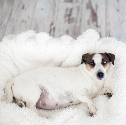 Pregnant dog resting in white bed at home. Jack Russell