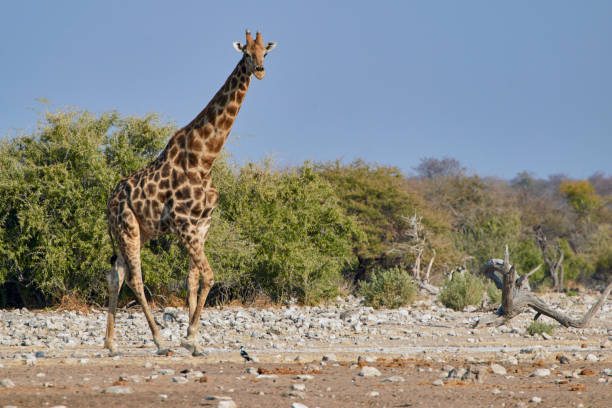 istock Wild giraffe walking through African steppe, Namibia. 1358451353