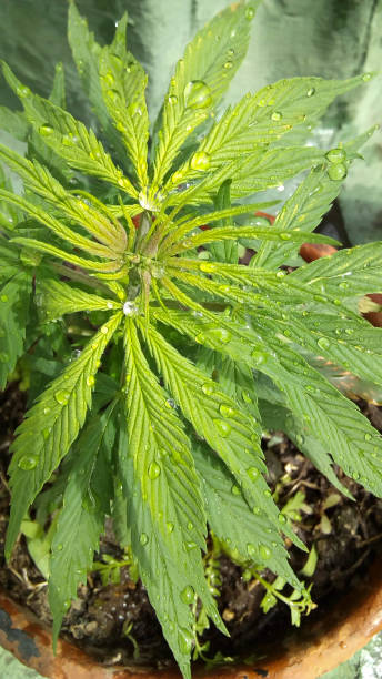 istock Growing marijuana, cannabis, outdoors, Buenos Aires, Argentina 1358451355