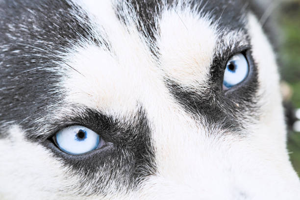 istock blue eyes of husky 1358451457